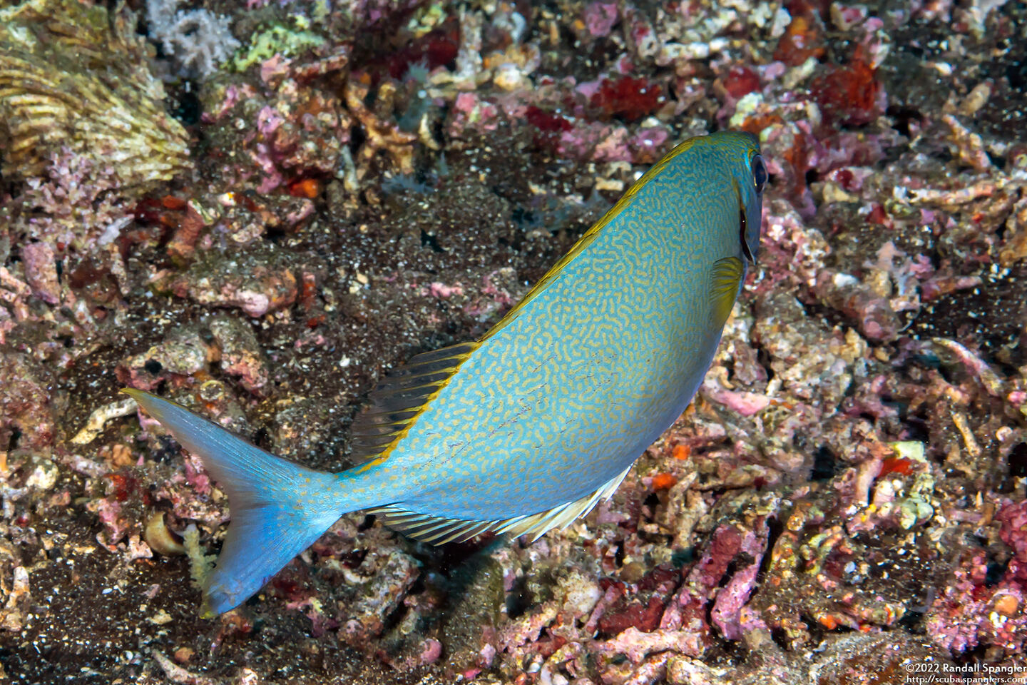 Siganus argenteus (Forktail Rabbitfish)