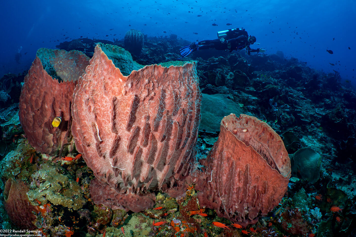 Xestospongia testudinaria (Barrel Sponge)