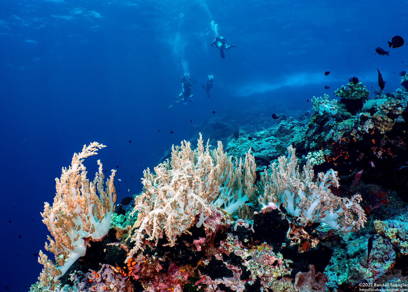 Litophyton arboreum (Litophyton Arboreum)