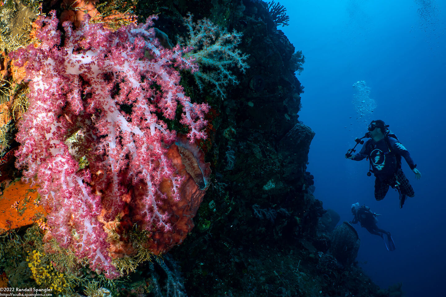 Dendronephthya sp.1 (Dendronephthya)
