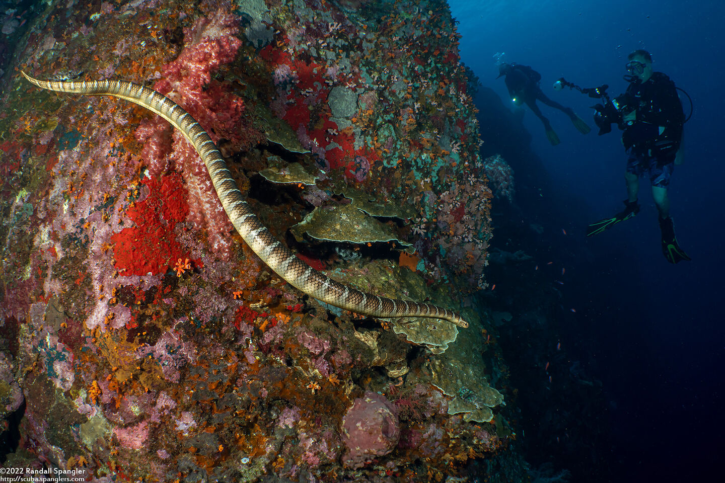 Laticauda semifasciata (Chinese Sea Snake)