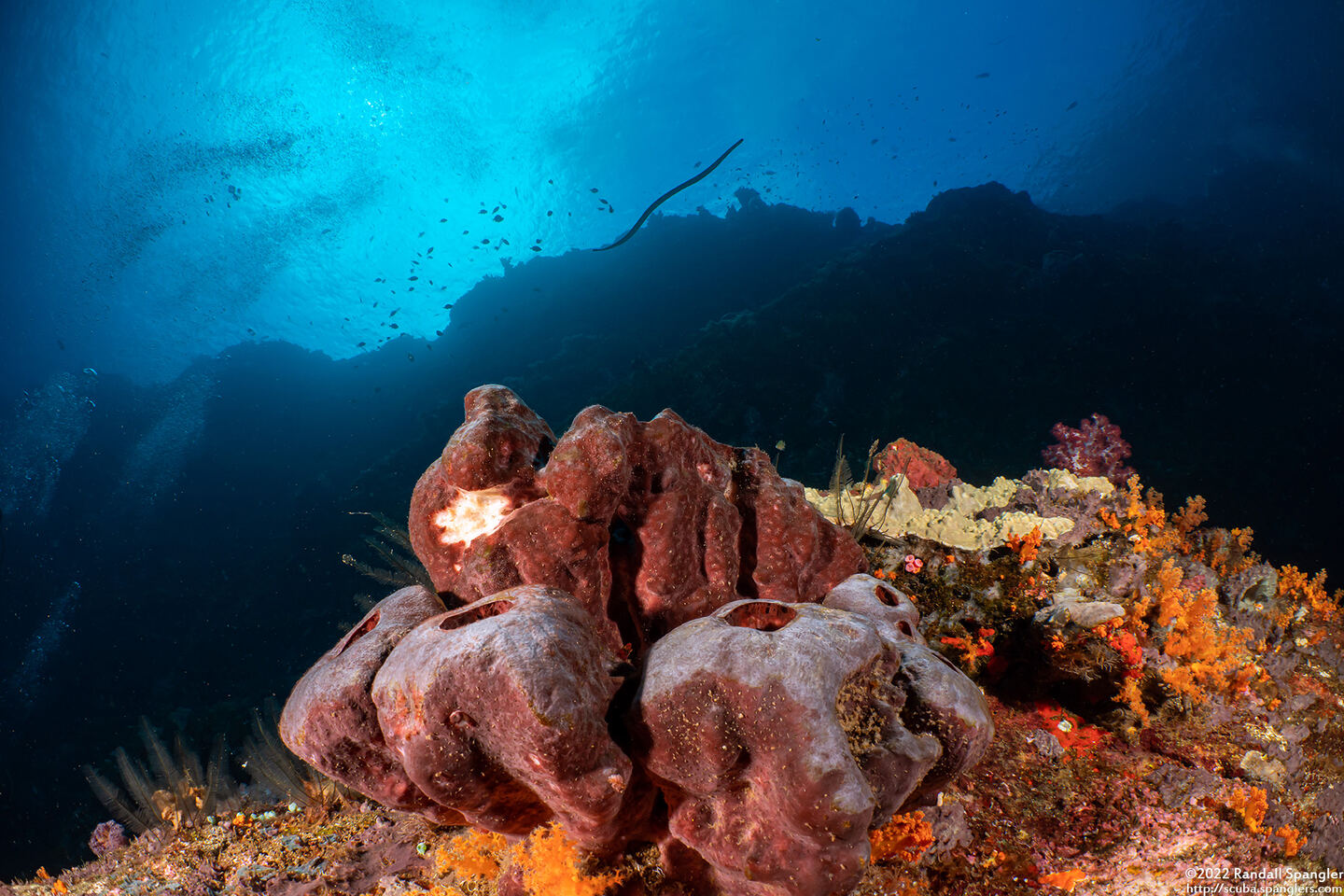 Theonella swinhoei (Brown Tube Sponge)