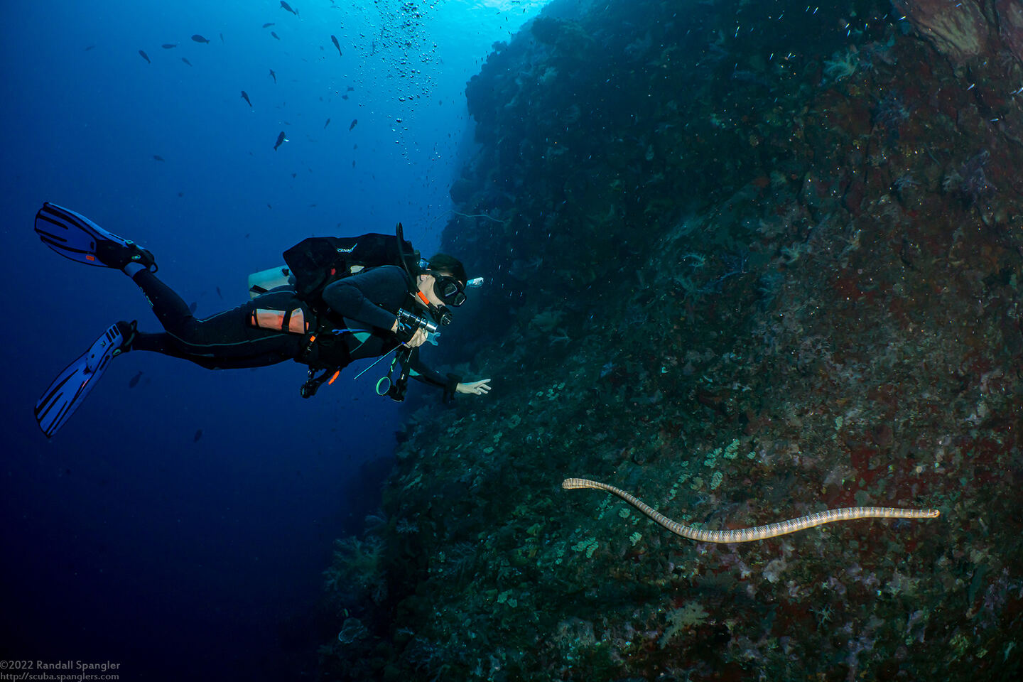 Laticauda semifasciata (Chinese Sea Snake)