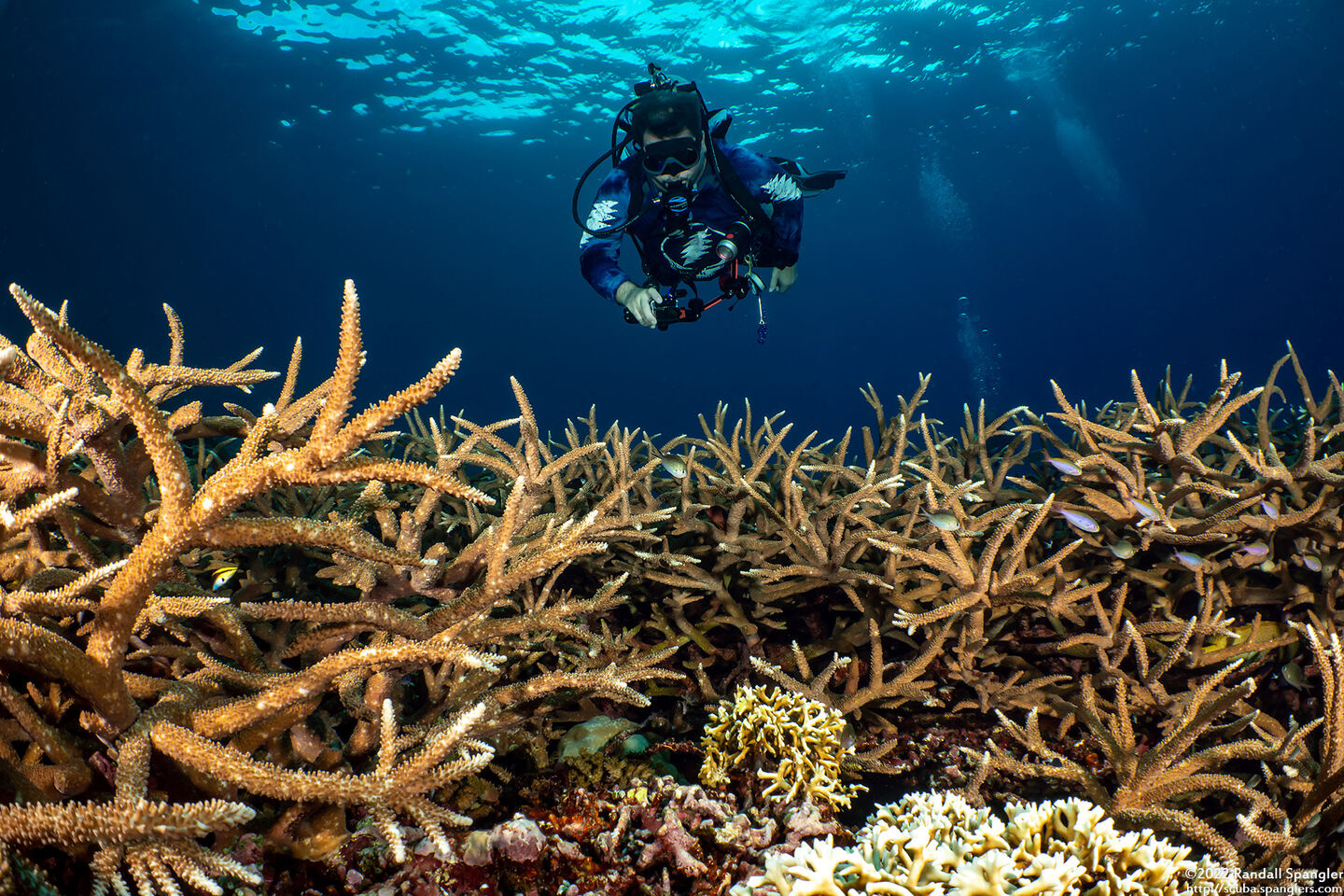 Acropora muricata (Common Staghorn Coral)