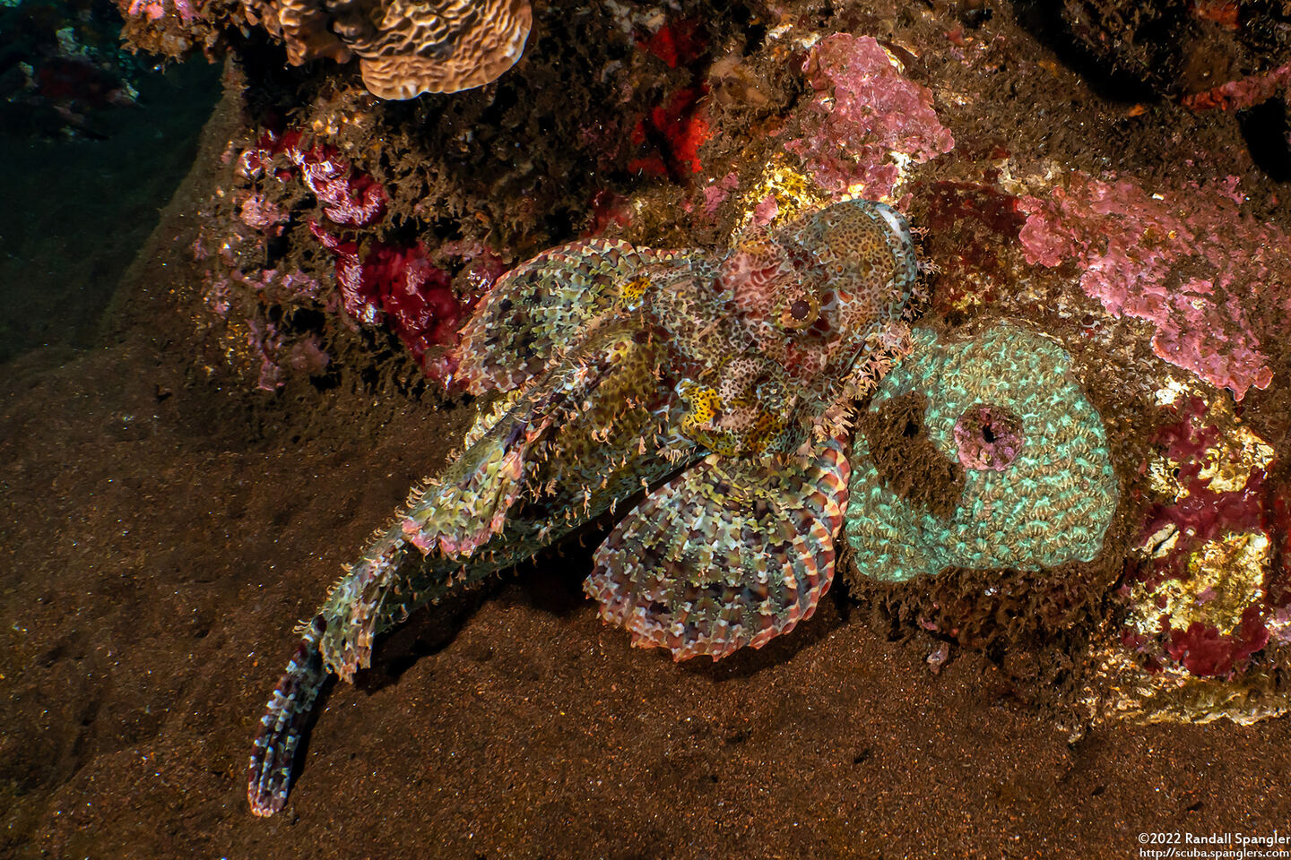 Scorpaenopsis oxycephala (Tasseled Scorpionfish)
