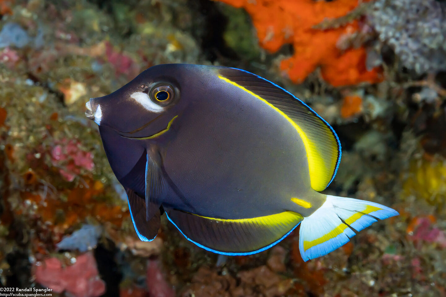 Acanthurus nigricans (Whitecheek Surgeonfish)
