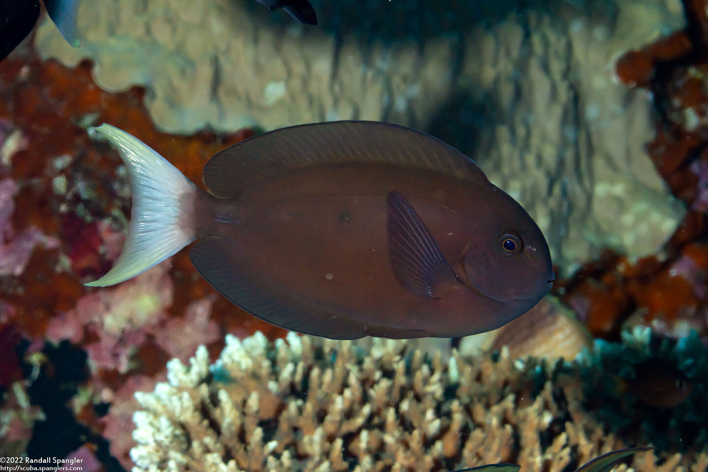 Acanthurus thompsoni (Whitetail Surgeonfish)