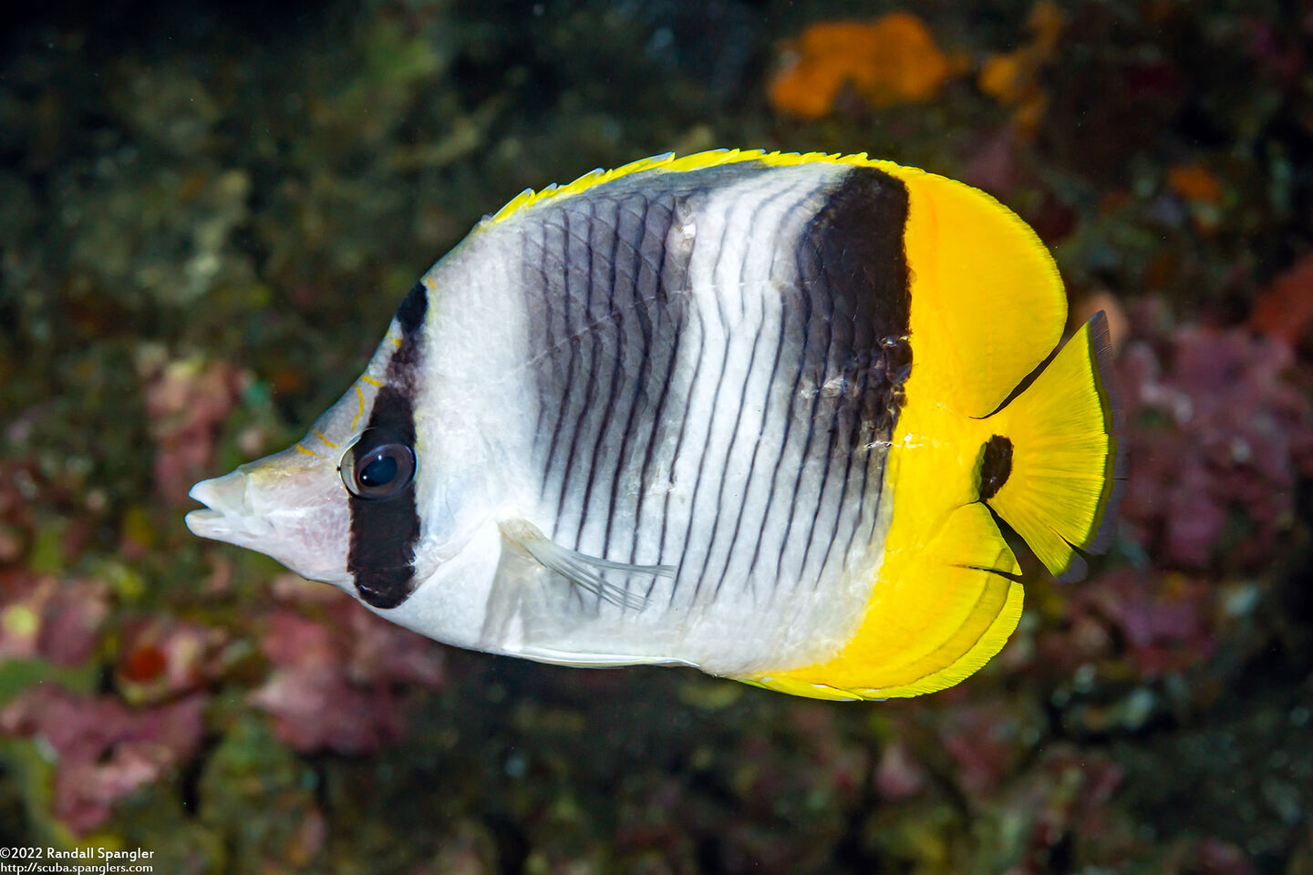 Chaetodon ulietensis (Pacific Double-Saddle Butterflyfish)