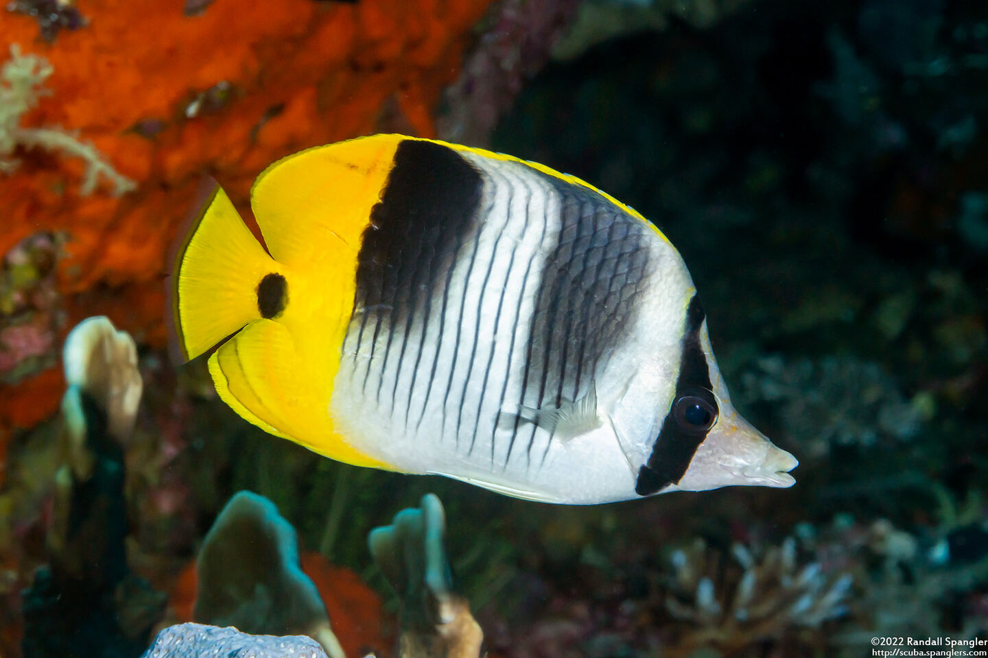 Chaetodon ulietensis (Pacific Double-Saddle Butterflyfish)