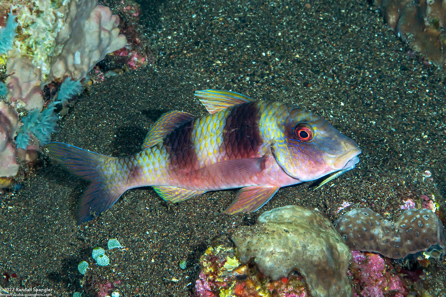 Parupeneus crassilabris (Doublebar Goatfish)