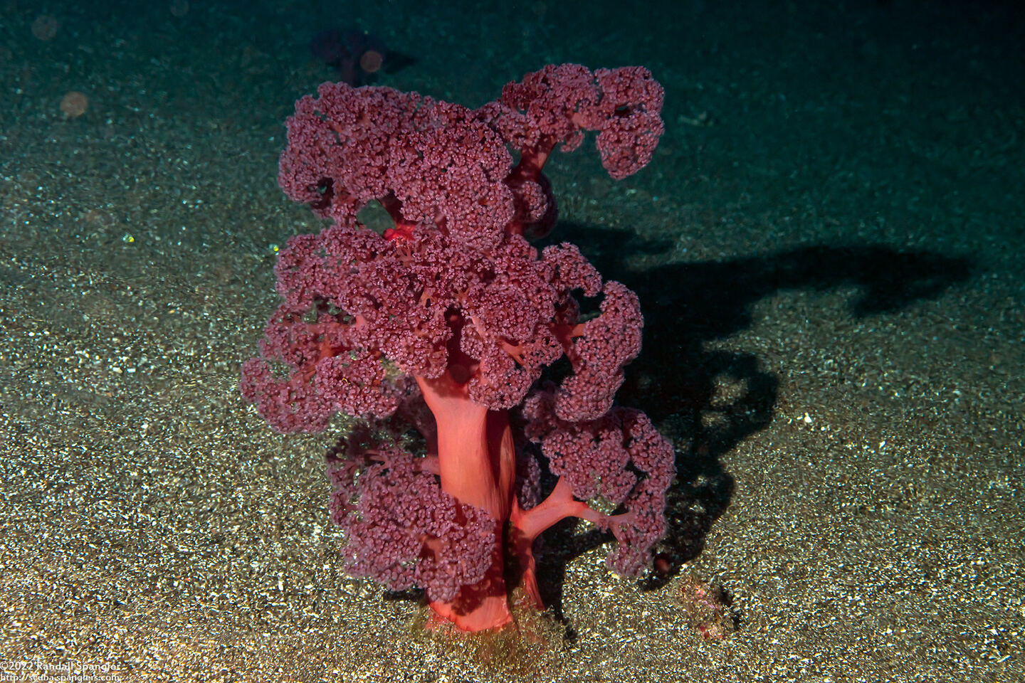 Umbellulifera sp.1 (Umbellulifera sp.1)