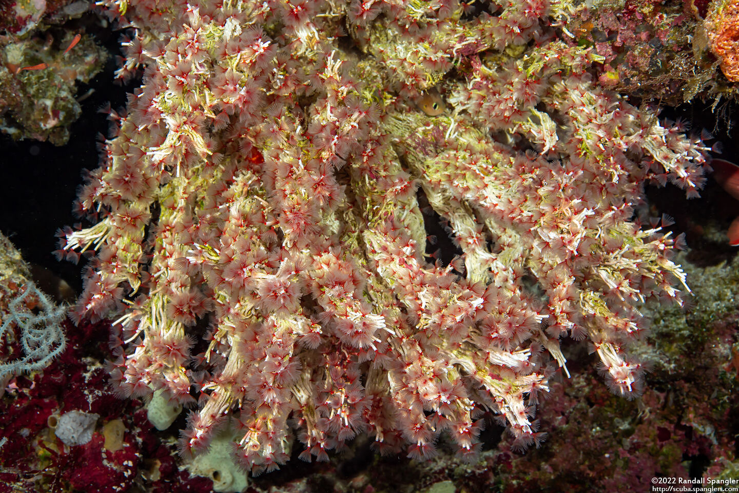 Filogranella elatensis (Delicate Tube Worm)