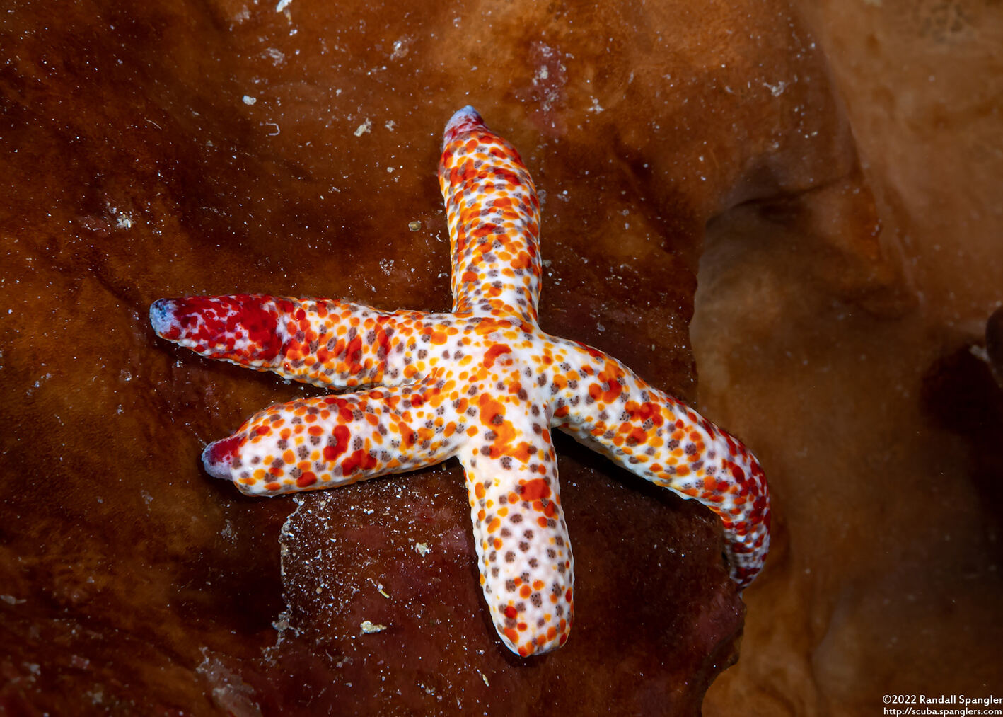 Linckia multifora (Multipore Sea Star)