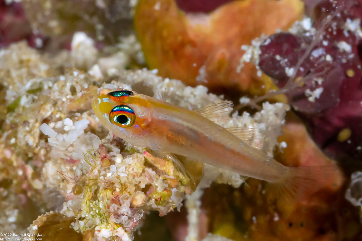 Trimma anaima (Pale Pygmygoby)