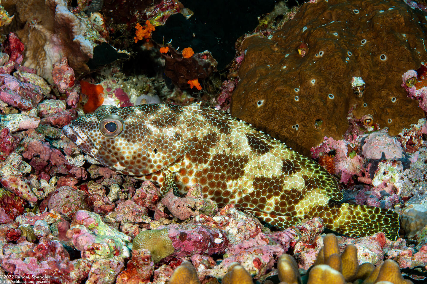 Epinephelus hexagonatus (Hexagon Grouper)