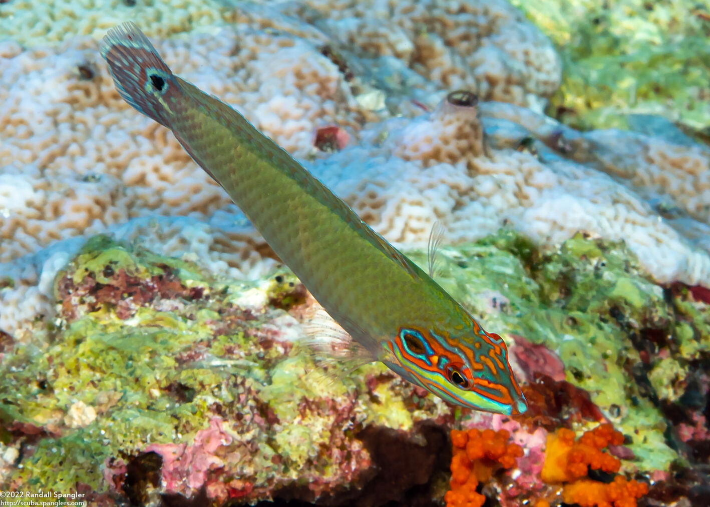 Halichoeres melasmapomus (Black-Eared Wrasse)