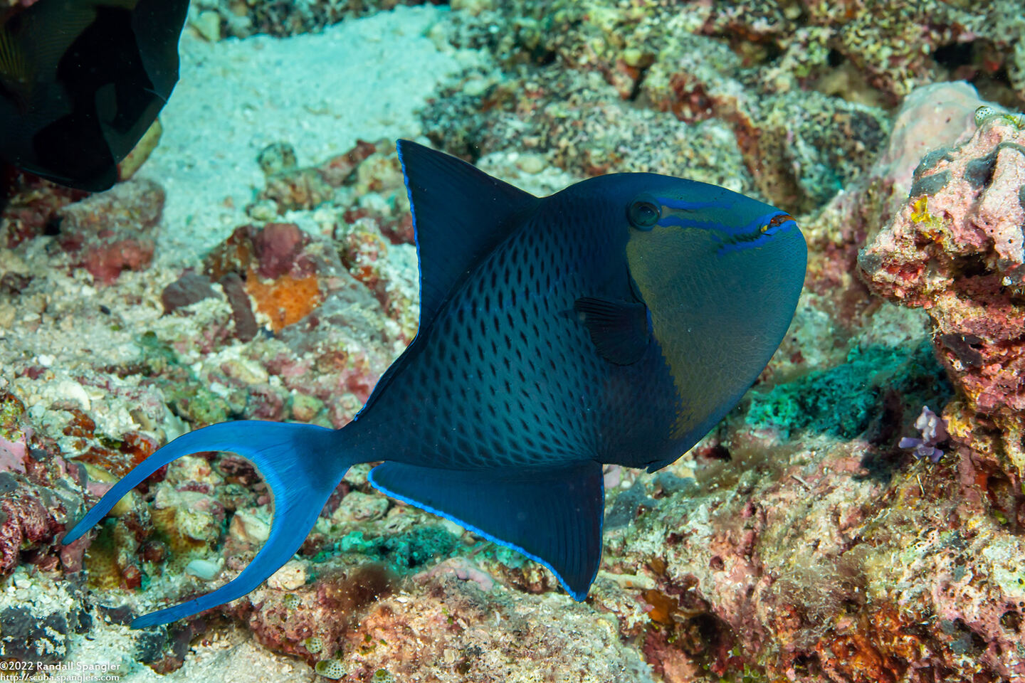Odonus niger (Redtooth Triggerfish)