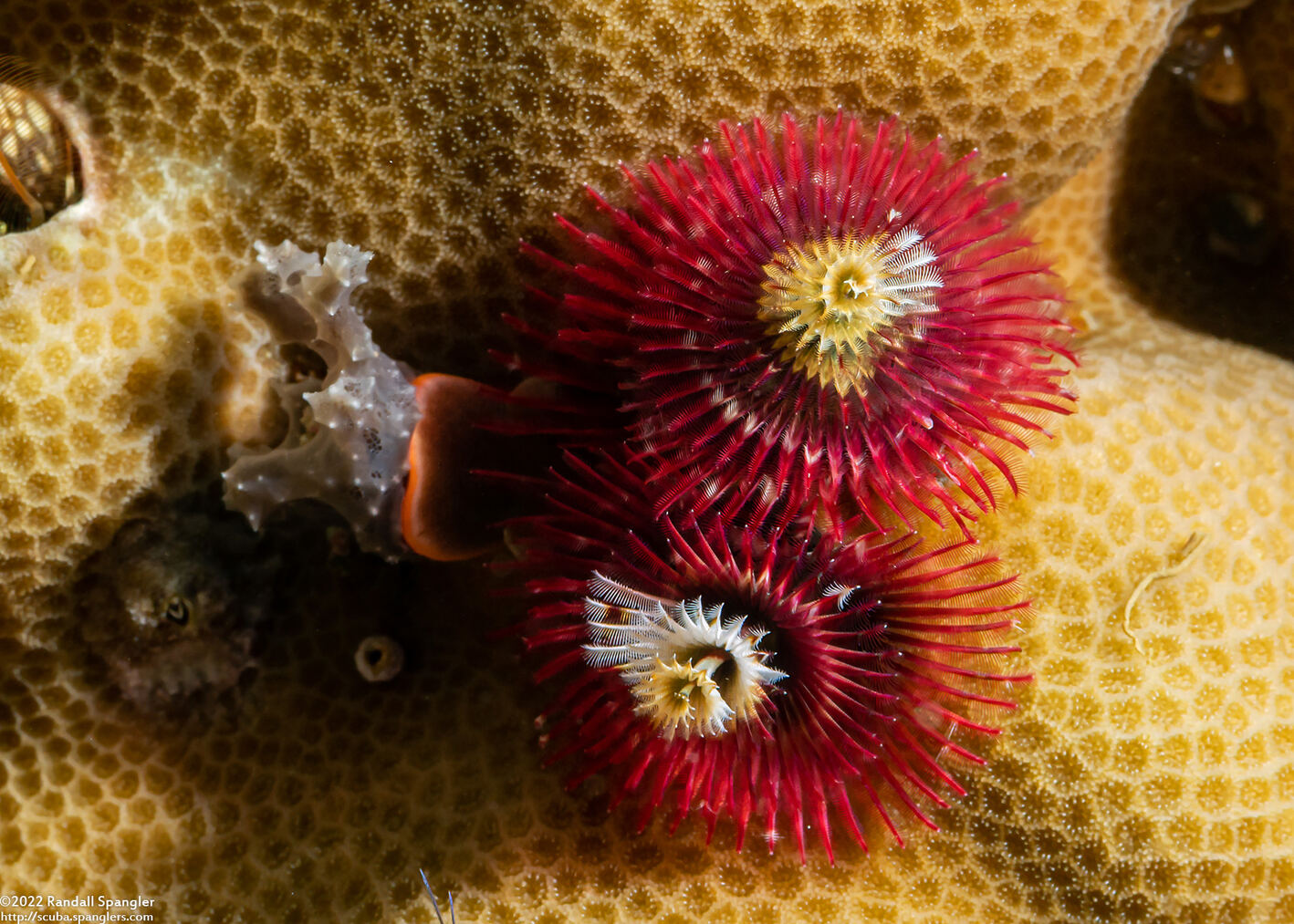 Spirobranchus sp.1 (Christmas Tree Worm)