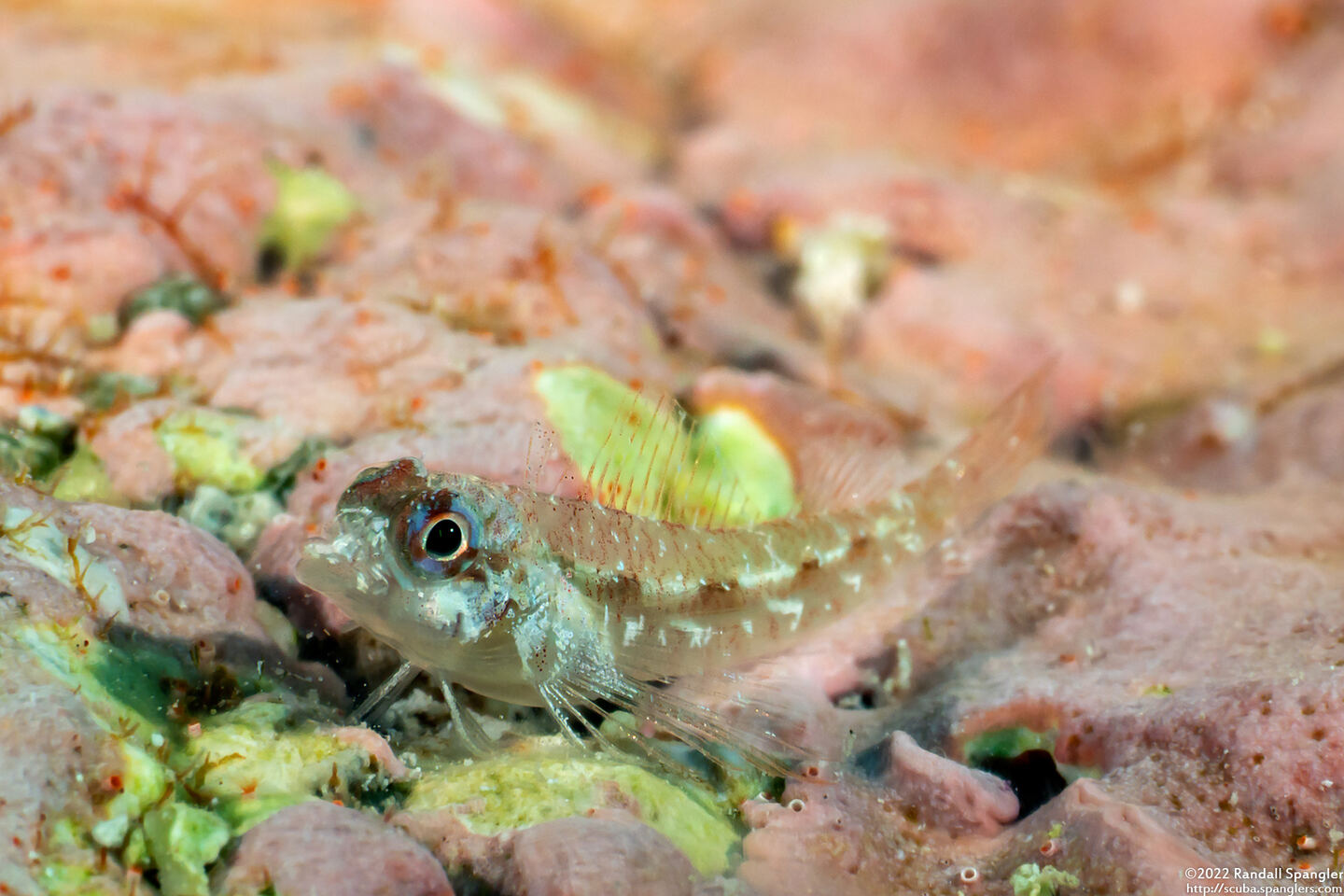 Helcogramma chica (Little Hooded Triplefin)