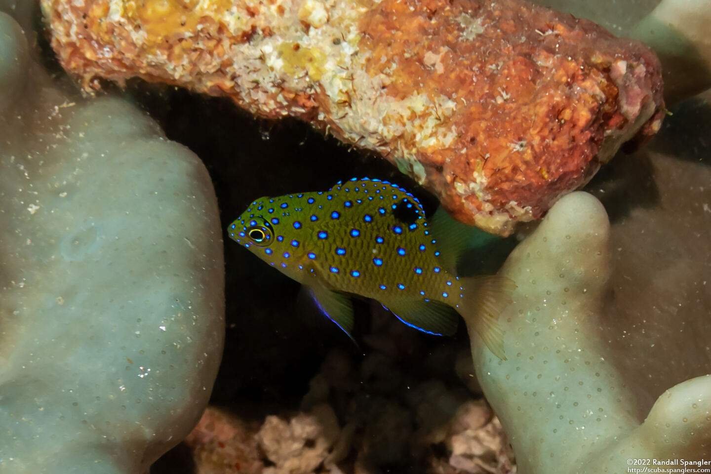 Plectroglyphidodon lacrymatus (Jewel Damsel)