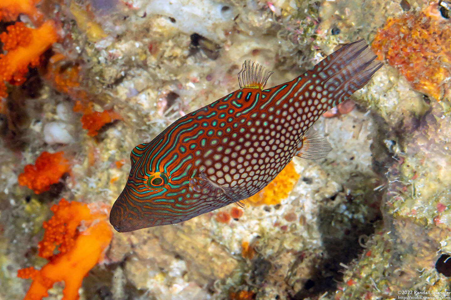 Canthigaster janthinoptera (Honeycomb Toby)