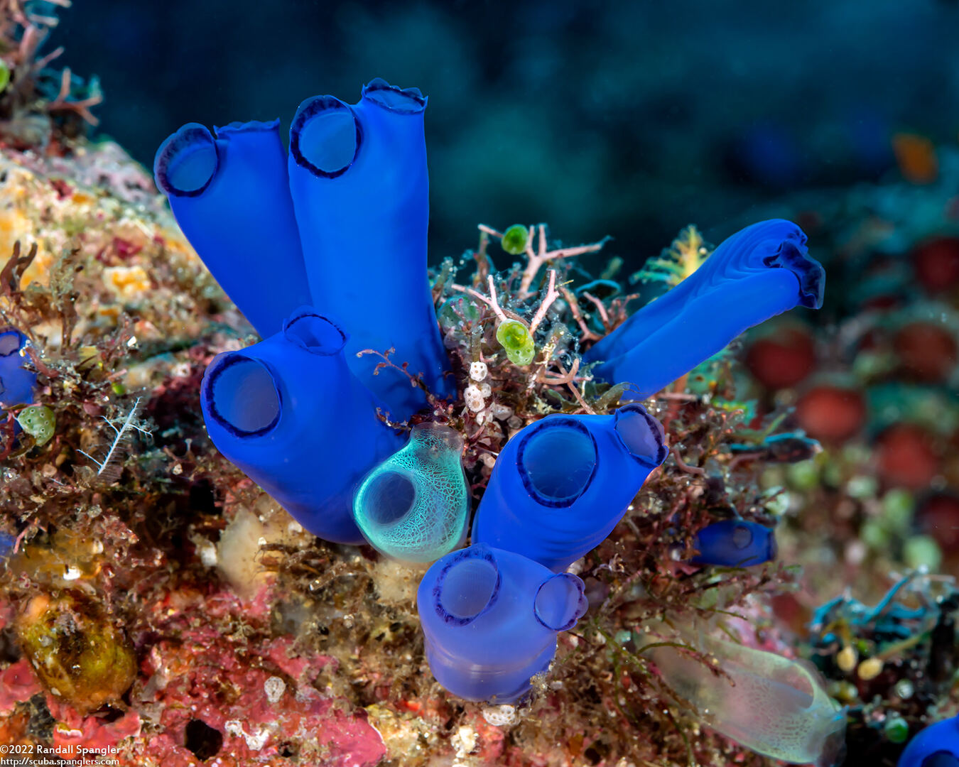 Rhopalaea sp.2 (Rhopalaea sp.2)