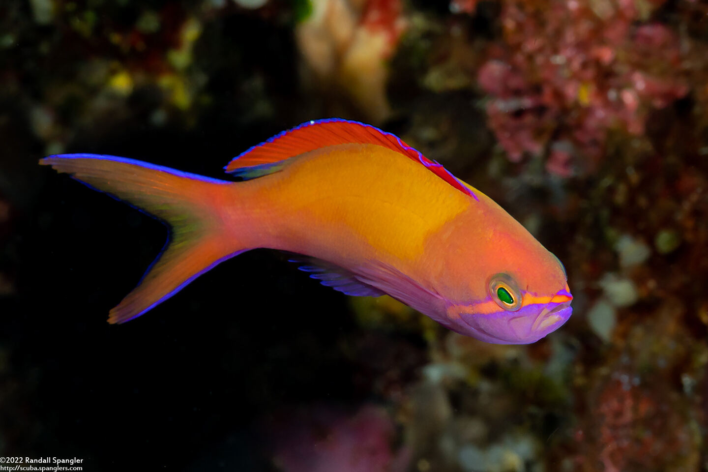 Pseudanthias dispar (Redfin Anthias)