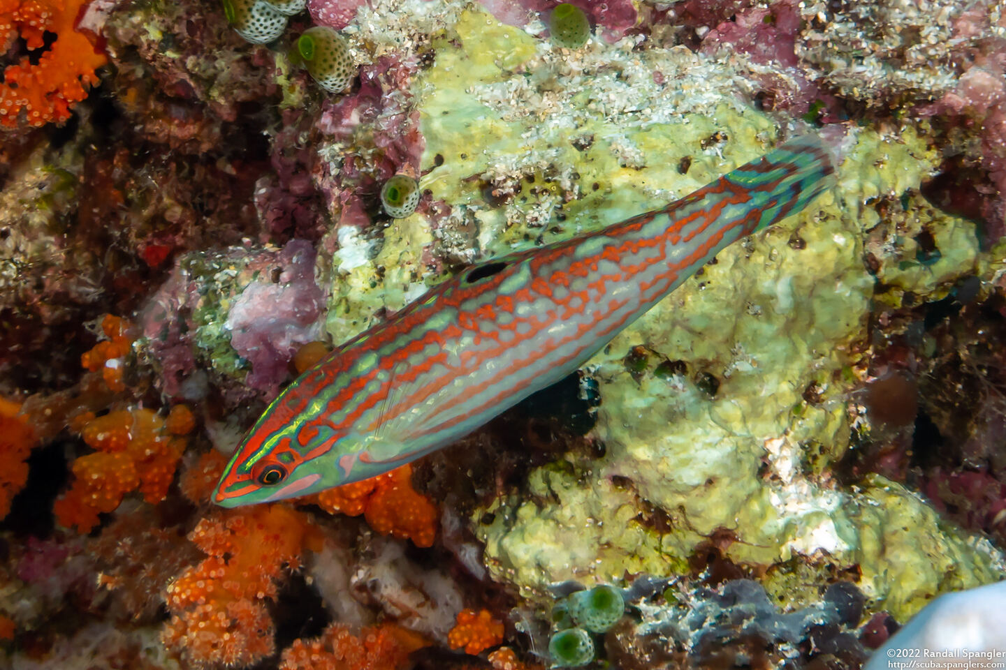 Halichoeres claudia (Claudia's Wrasse)