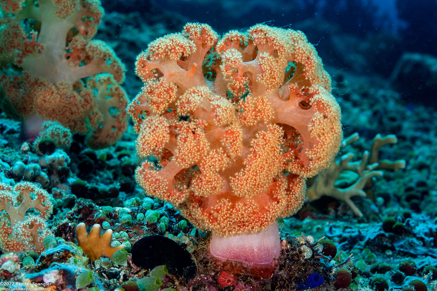 Dendronephthya sp.1 (Dendronephthya)