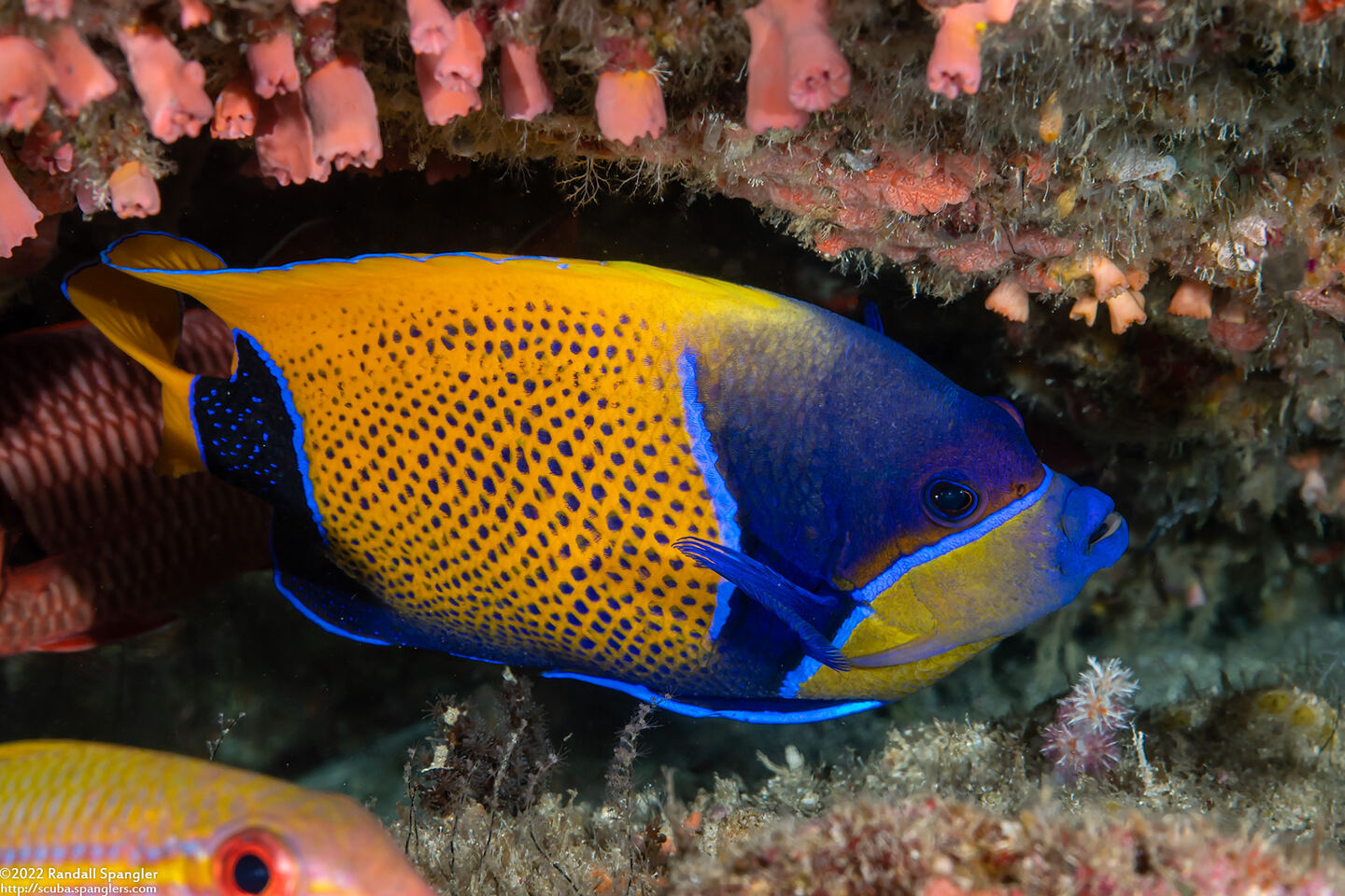 Pomacanthus navarchus (Bluegirdled Angelfish)