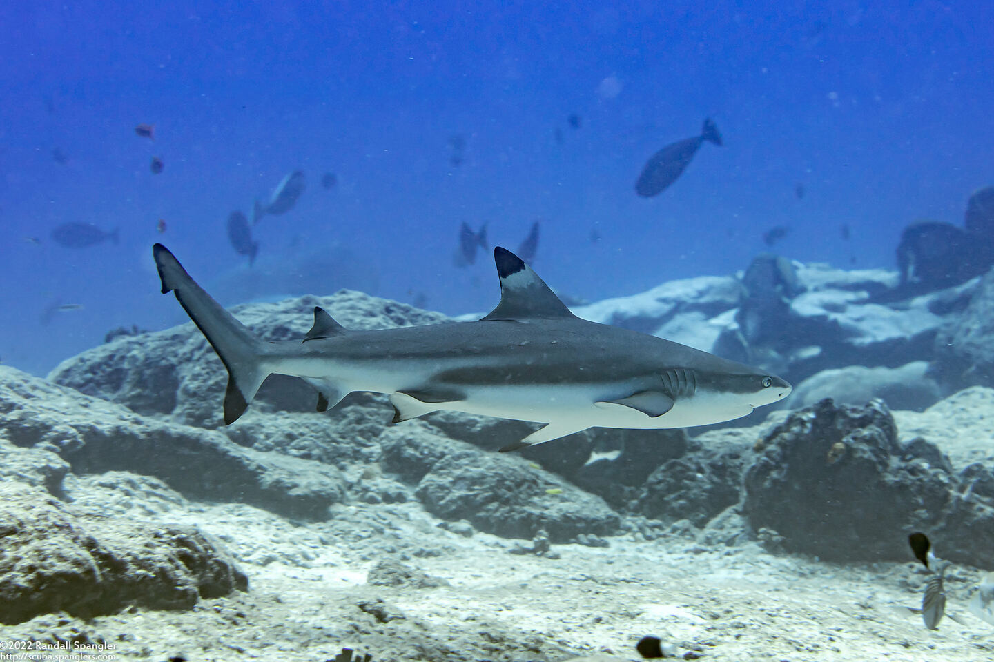 Carcharhinus melanopterus (Blacktip Reef Shark)