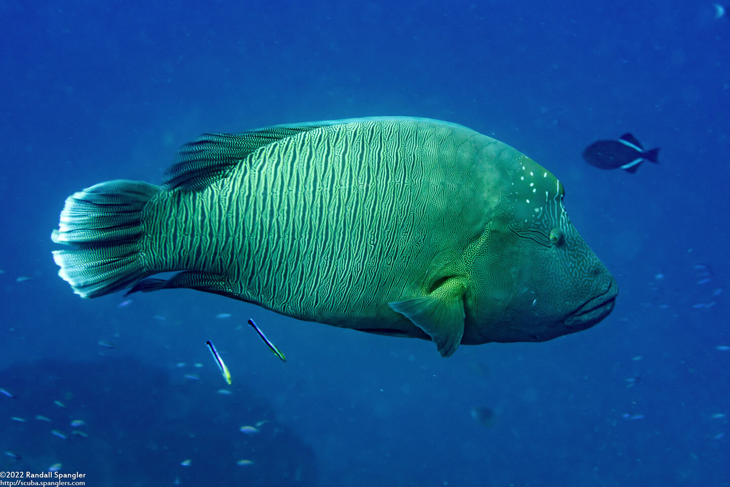 Cheilinus undulatus (Humphead Wrasse)