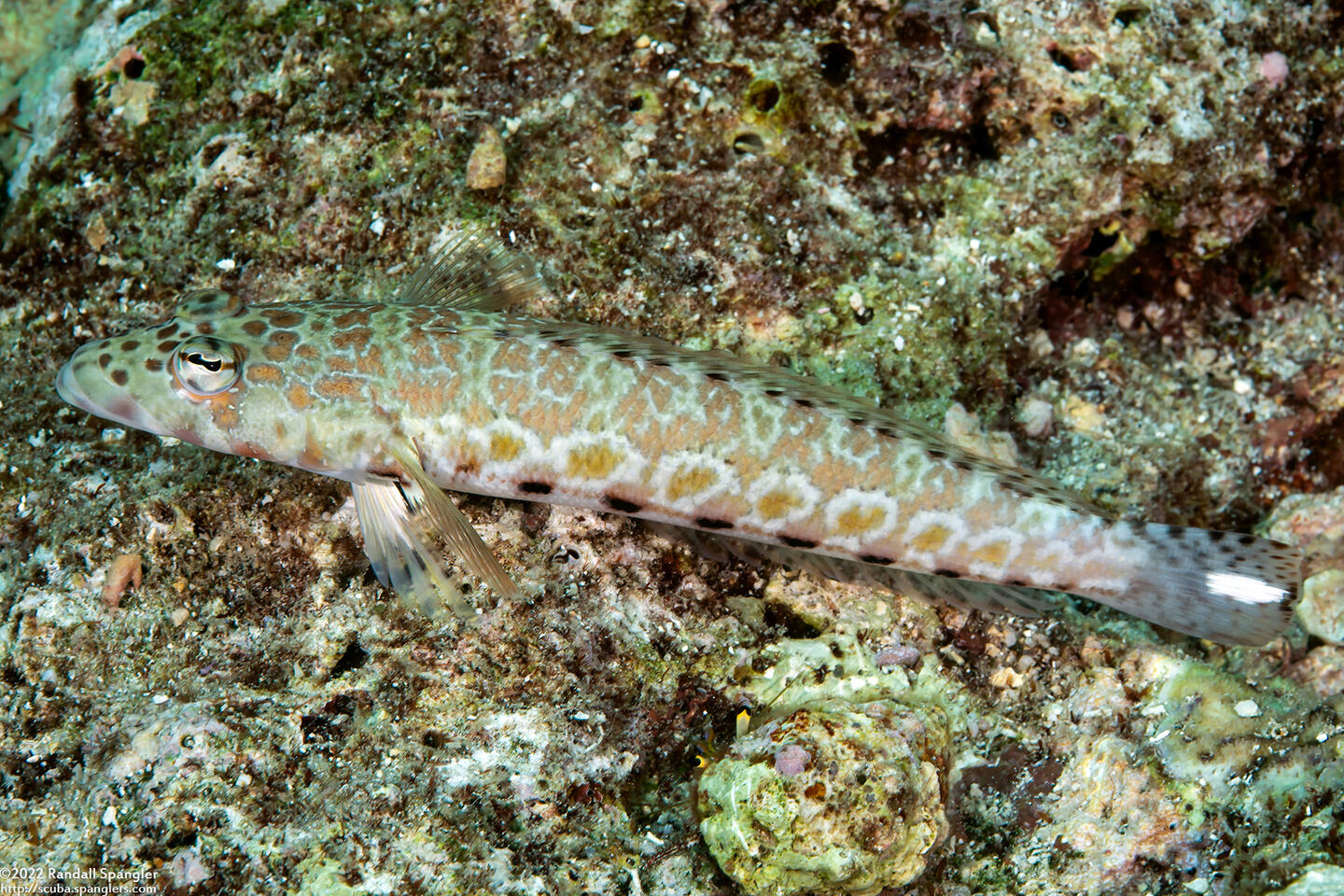 Parapercis millepunctata (Blackdotted Sandperch)
