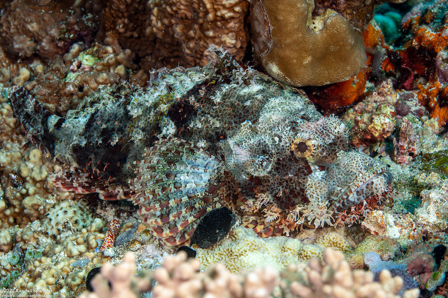 Scorpaenopsis oxycephala (Tasseled Scorpionfish)