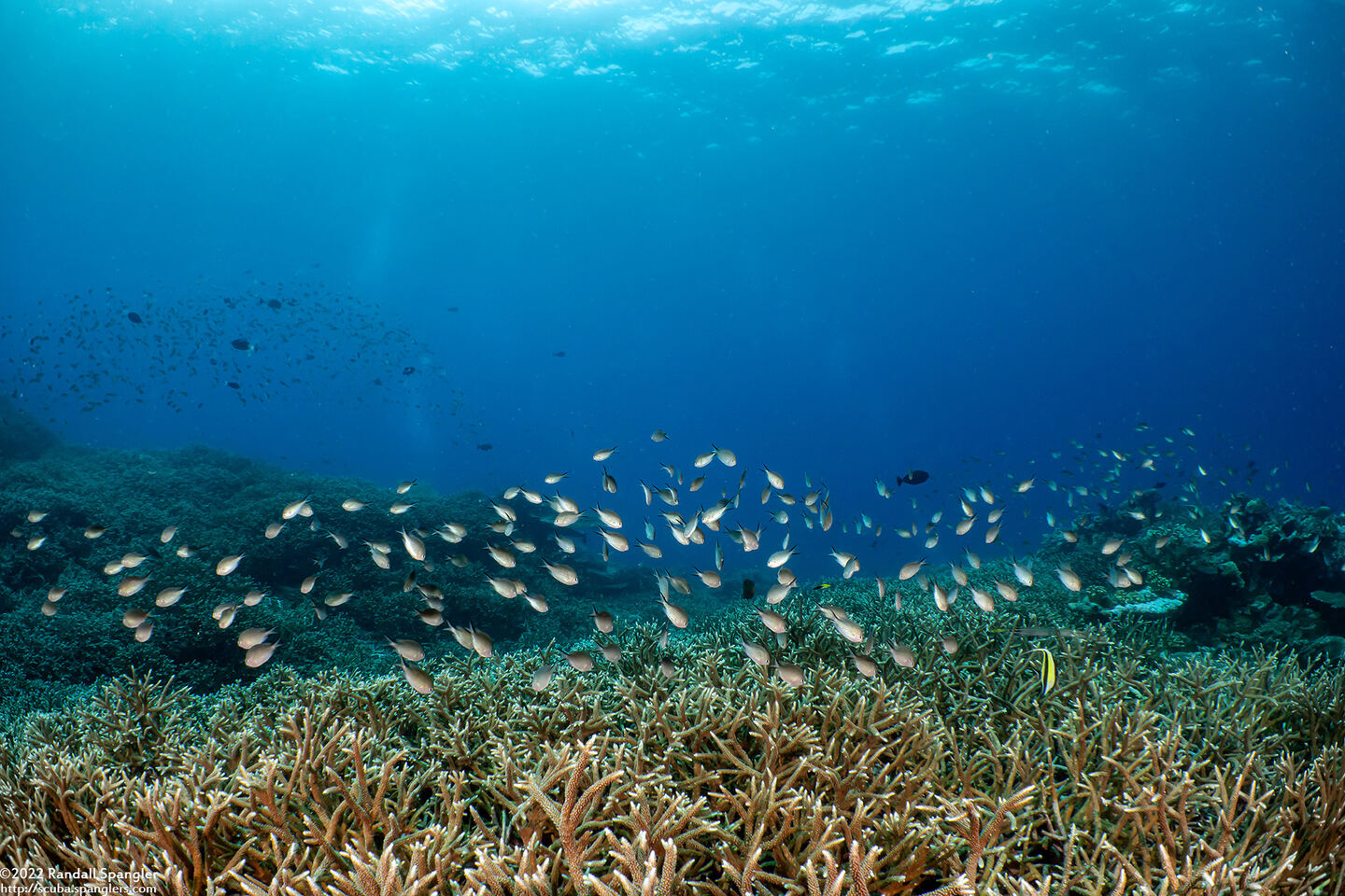 Chromis ternatensis (Ternate Chromis)