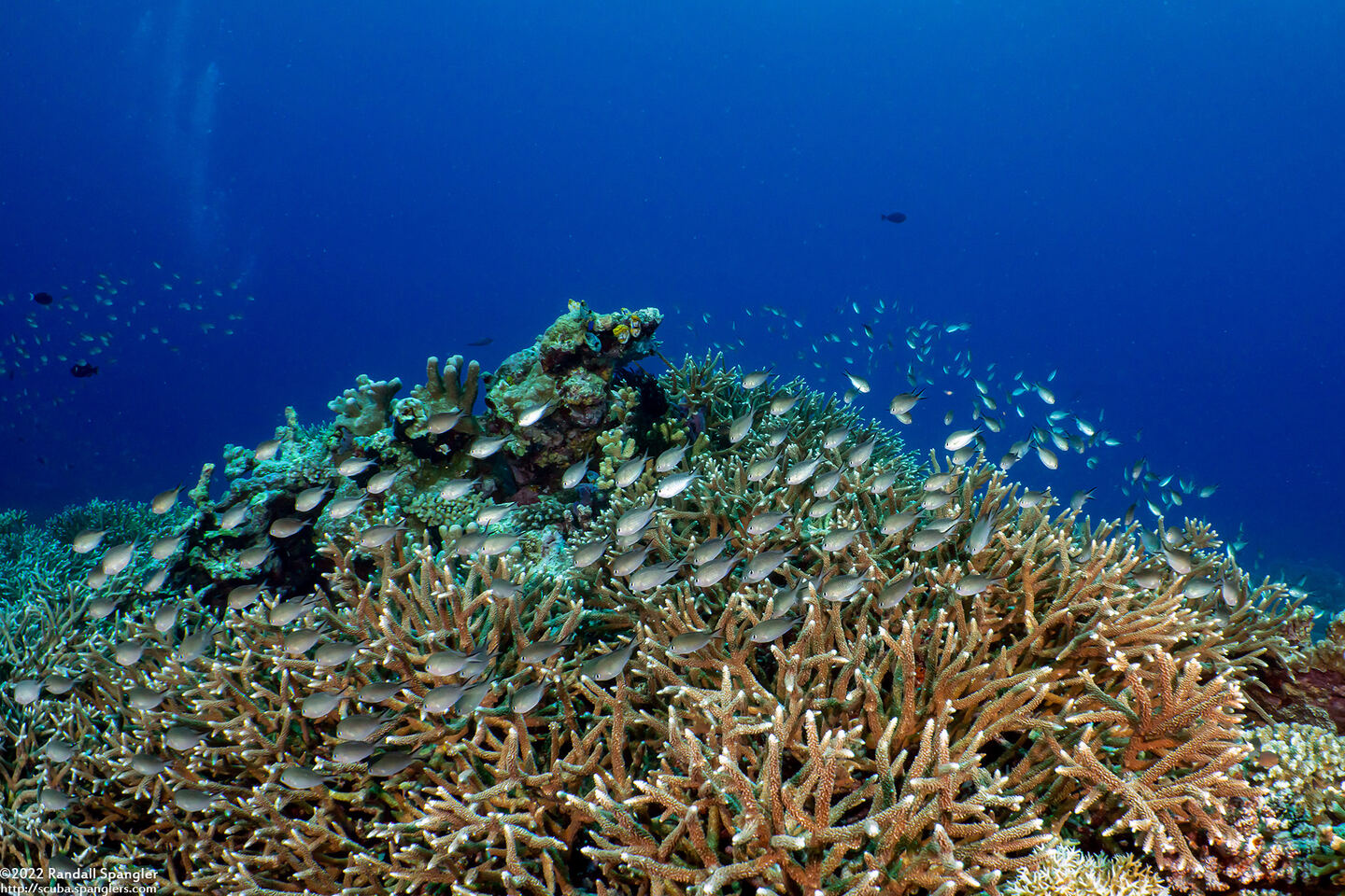 Chromis ternatensis (Ternate Chromis)