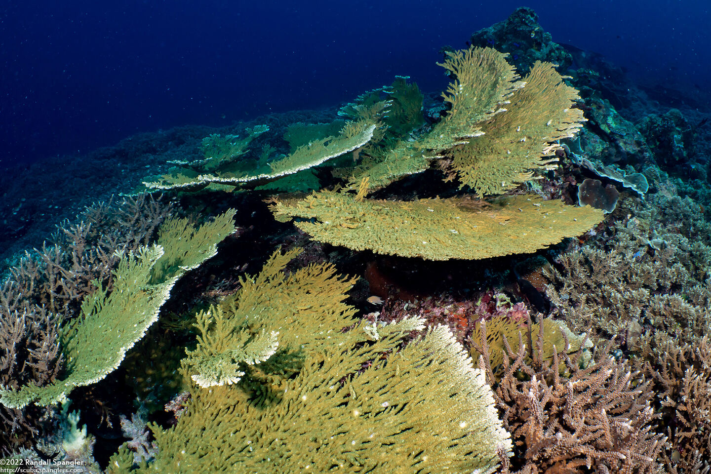 Acropora hyacinthus (Hyacinth Table Coral)