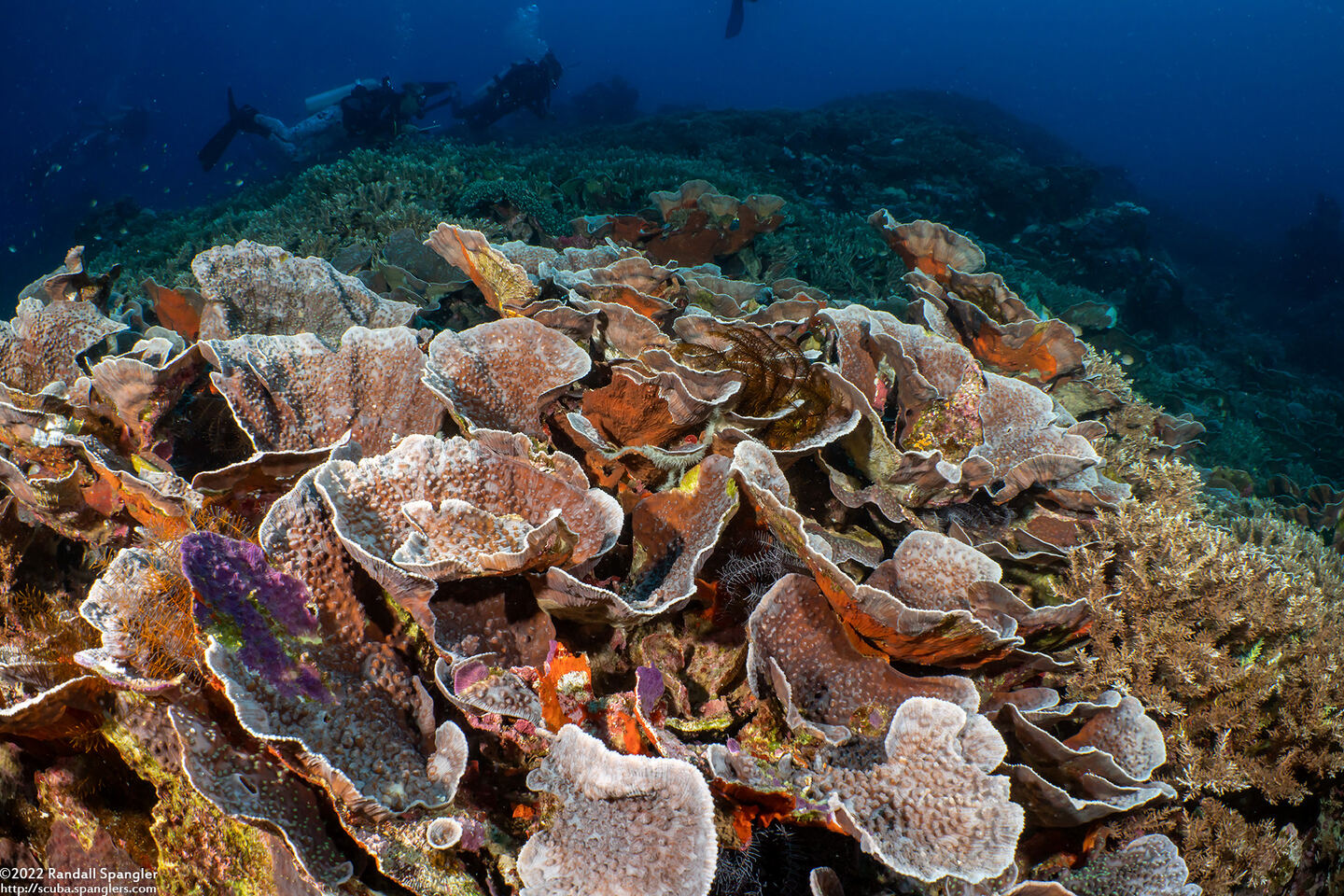 Echinopora lamellosa (Folded Echinopora)