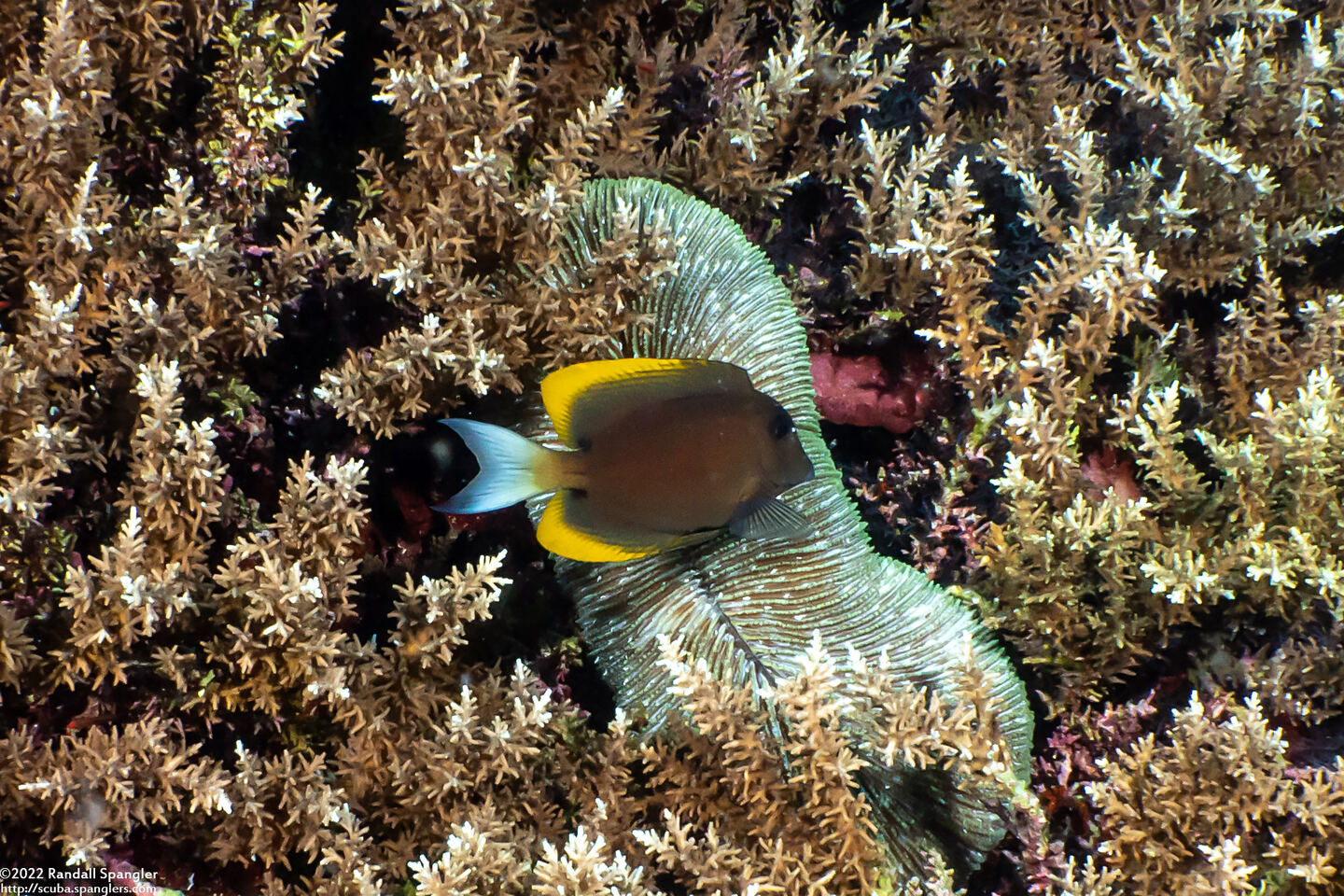 Ctenochaetus tominiensis (Tomini Bristletooth)
