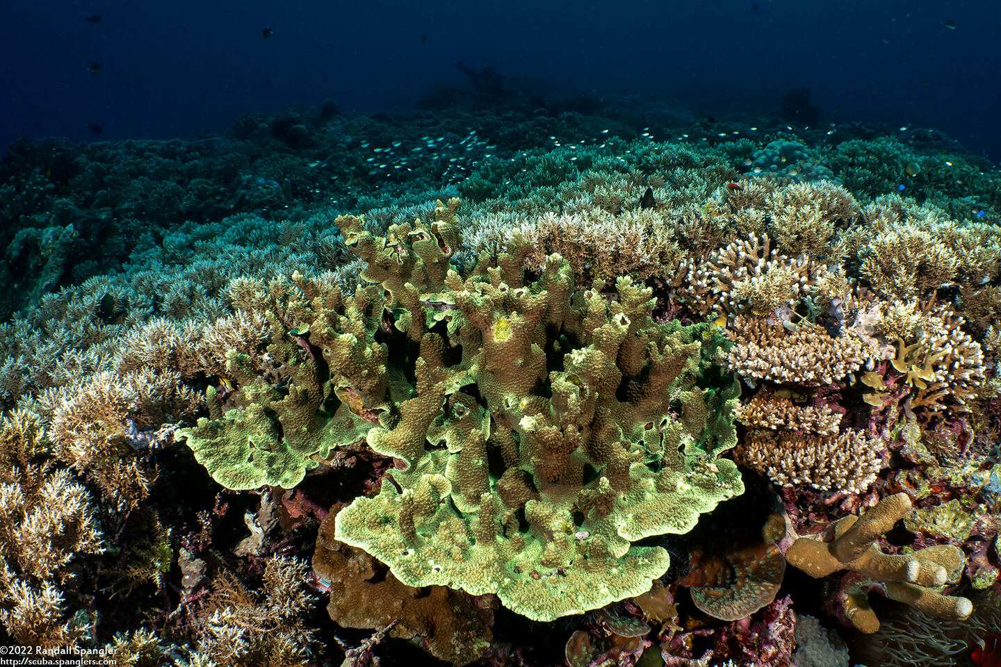 Isopora cuneata (Plate Isopora)