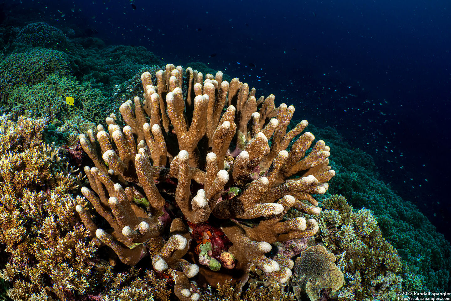 Isopora palifera (Isopora Palifera)