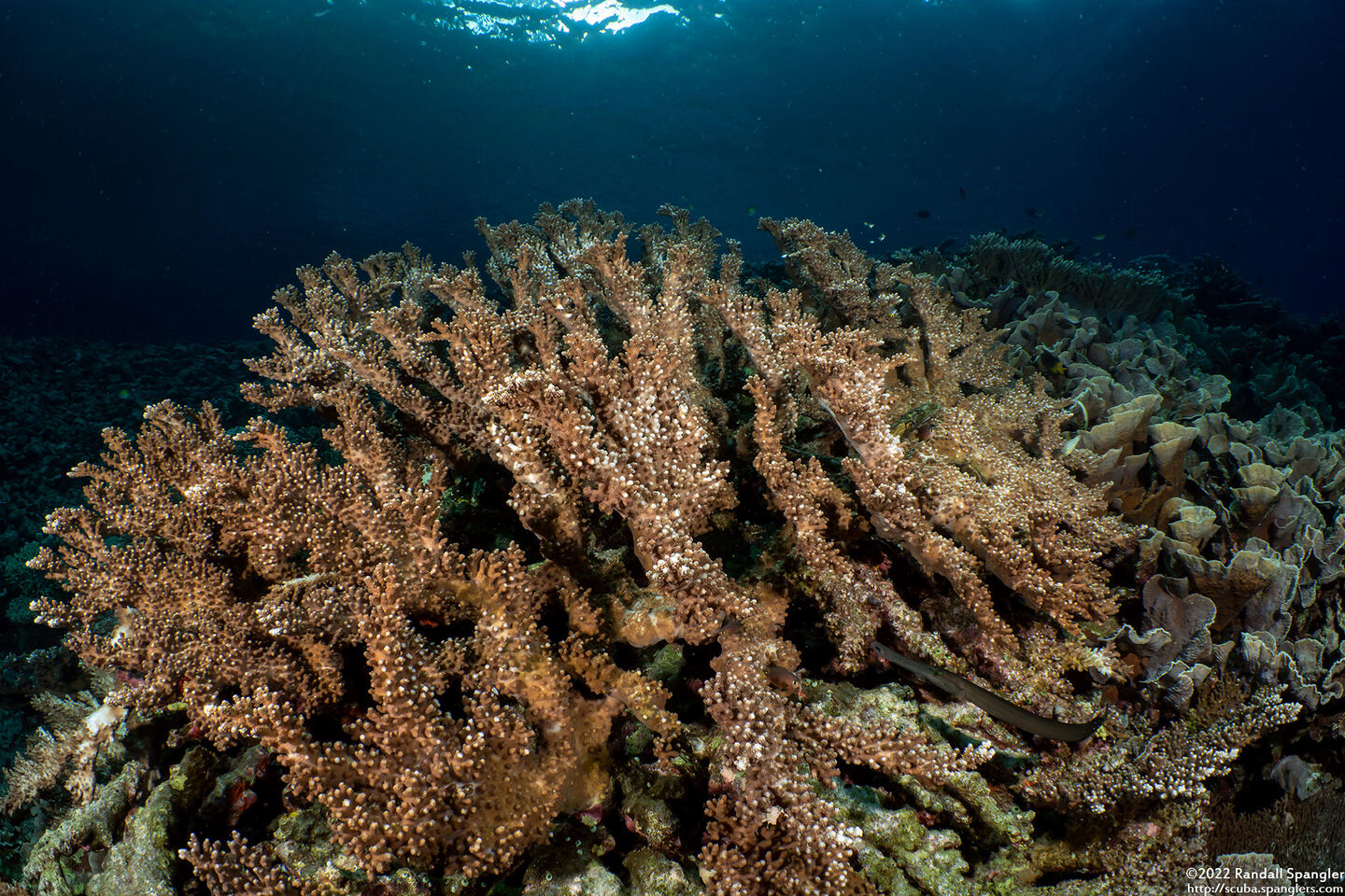 Acropora robusta (Robust Acropora)