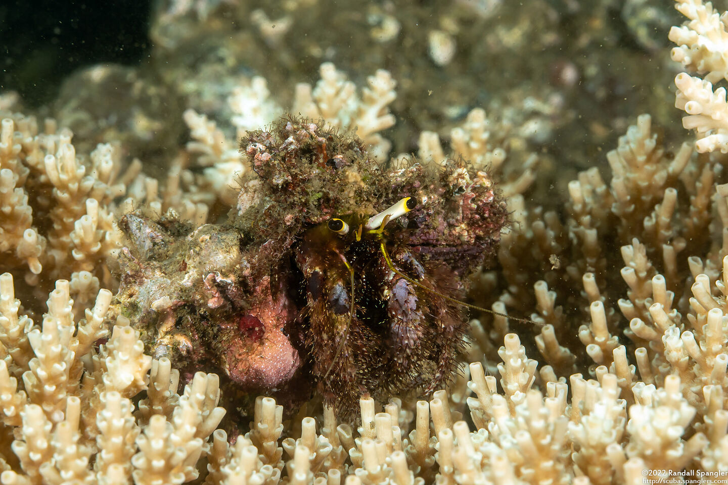 Dardanus lagopodes (Dark Knee Hermit Crab)