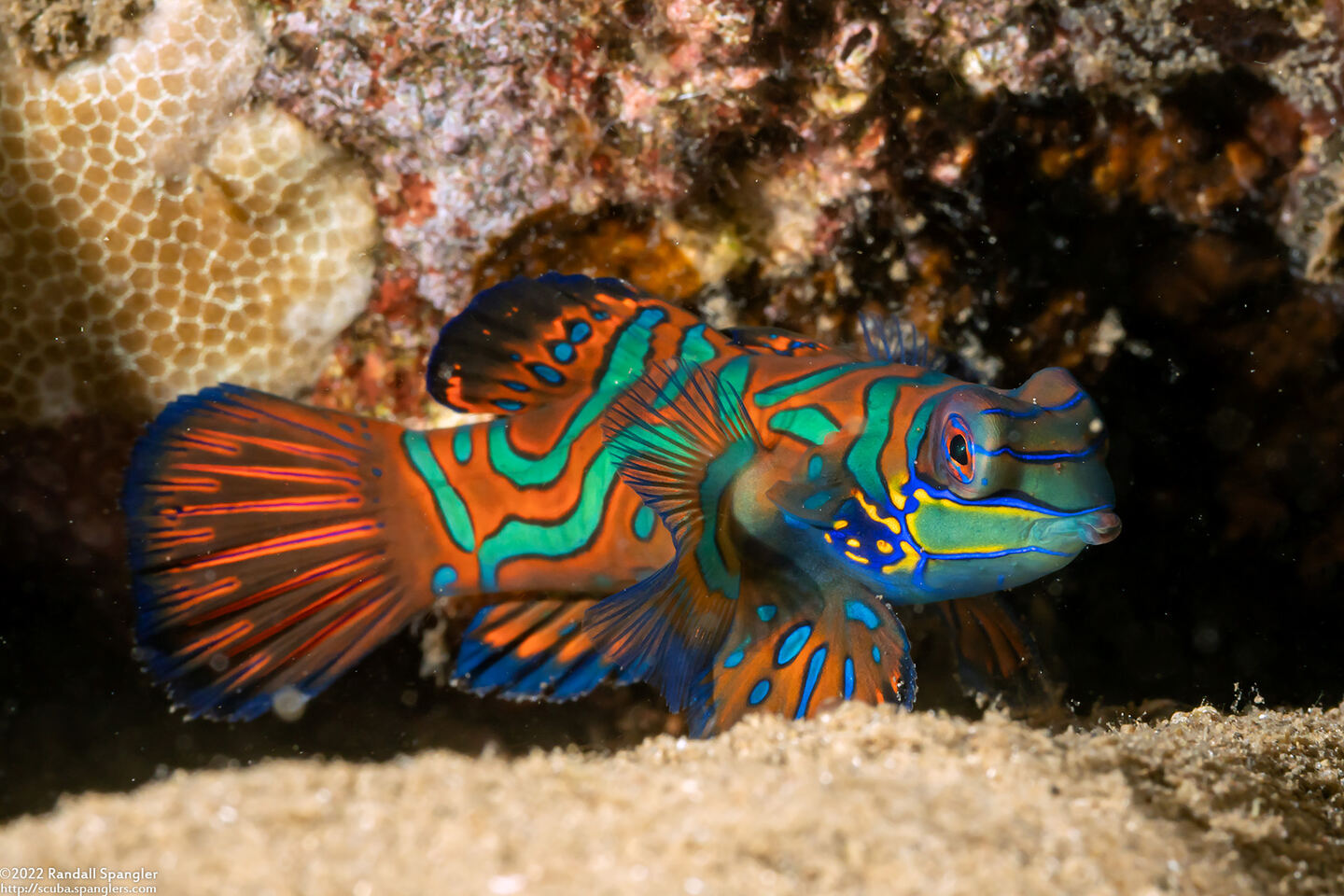 Synchiropus splendidus (Mandarinfish)