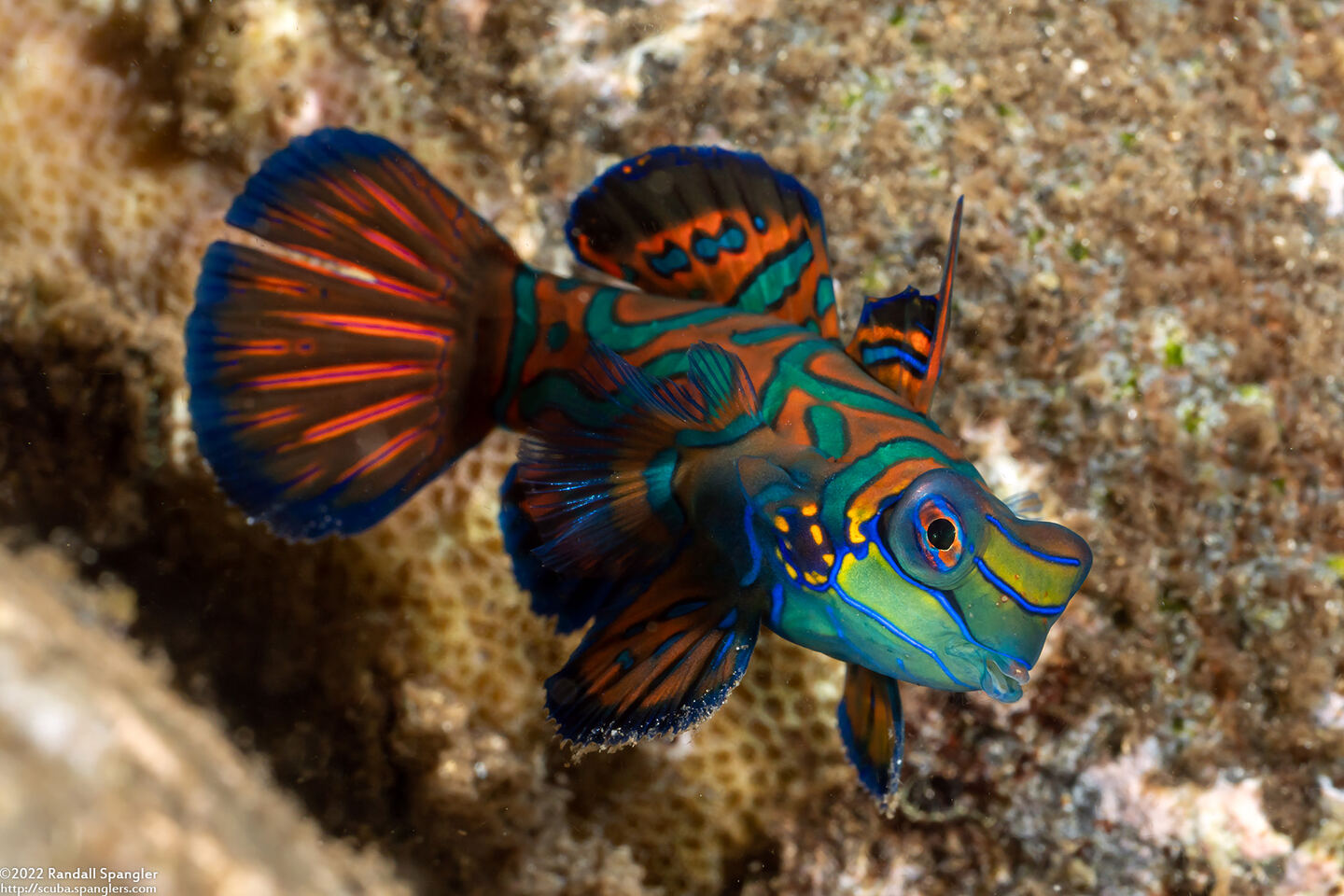 Synchiropus splendidus (Mandarinfish)