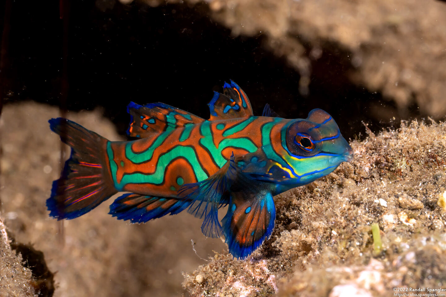 Synchiropus splendidus (Mandarinfish)