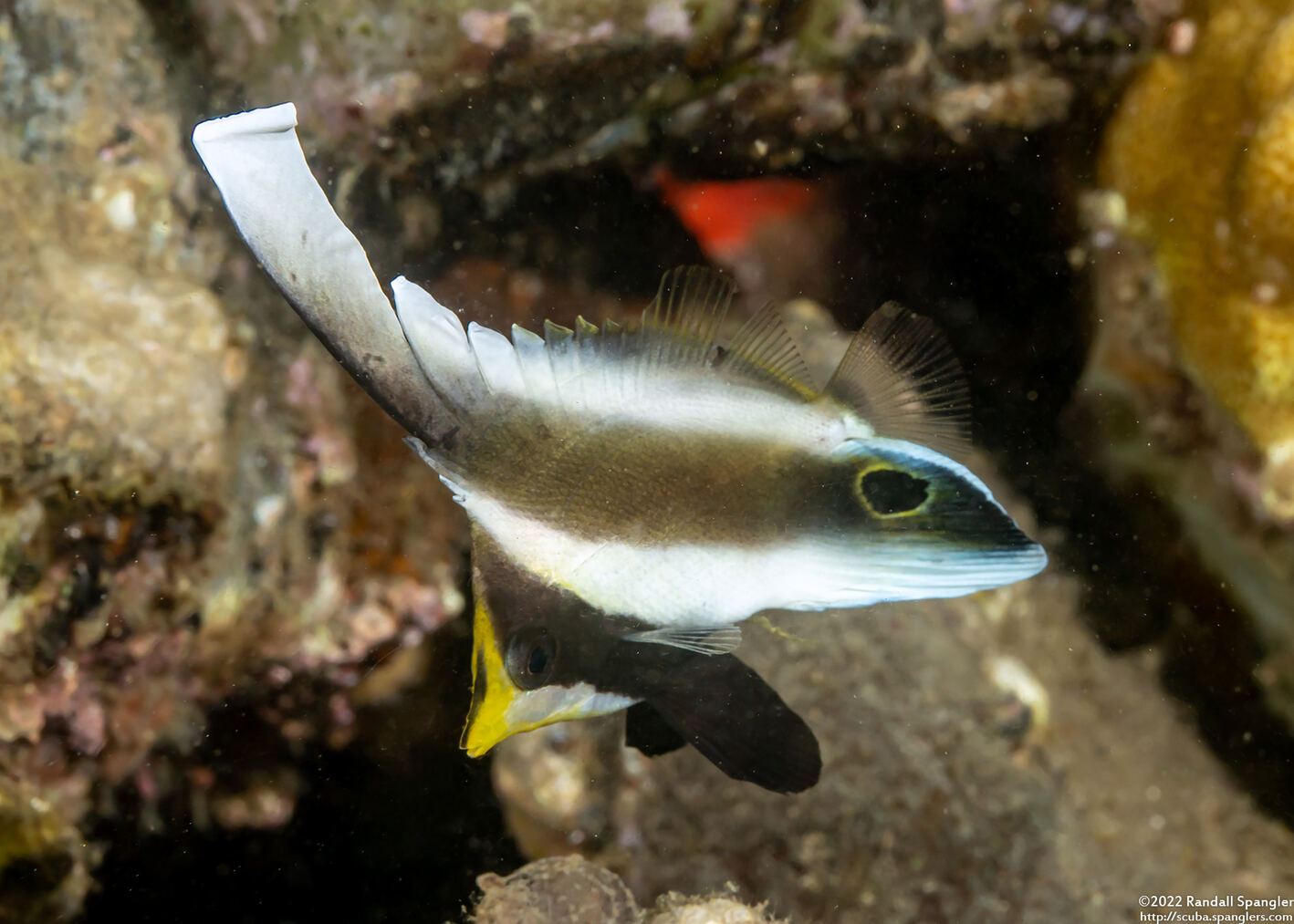Heniochus chrysostomus (Pennant Bannerfish)