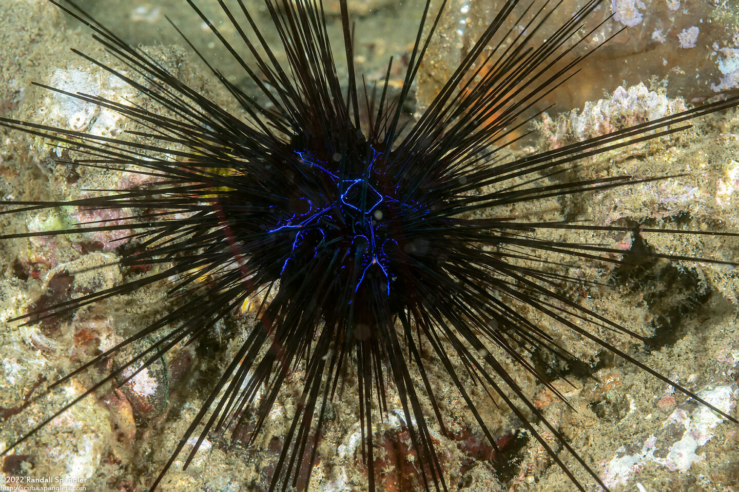 Diadema savignyi (Savigny's Long-Spined Urchin)
