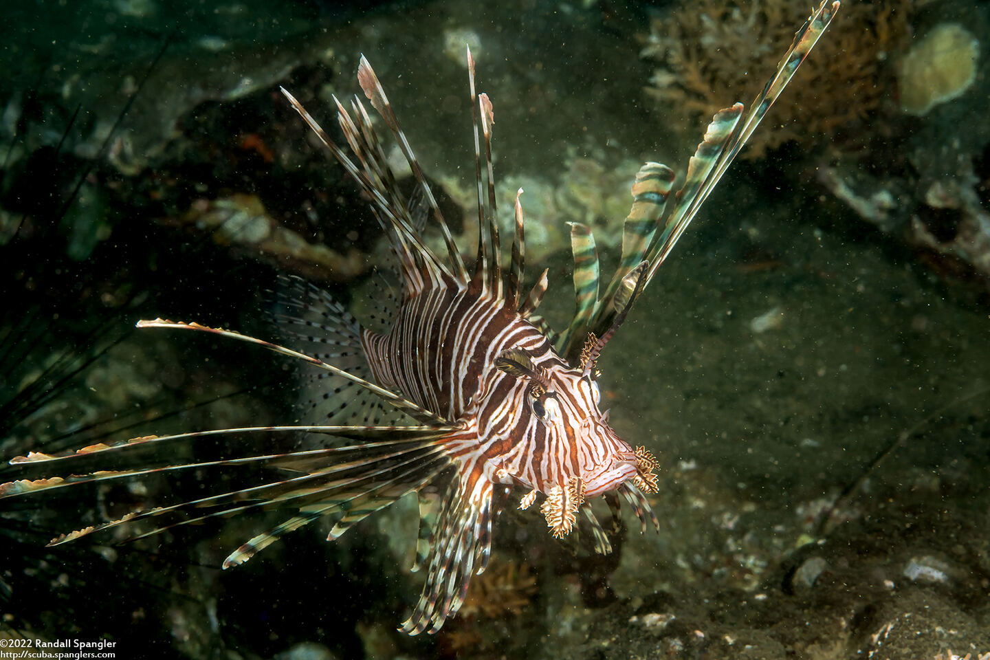 Pterois volitans (Red Lionfish)