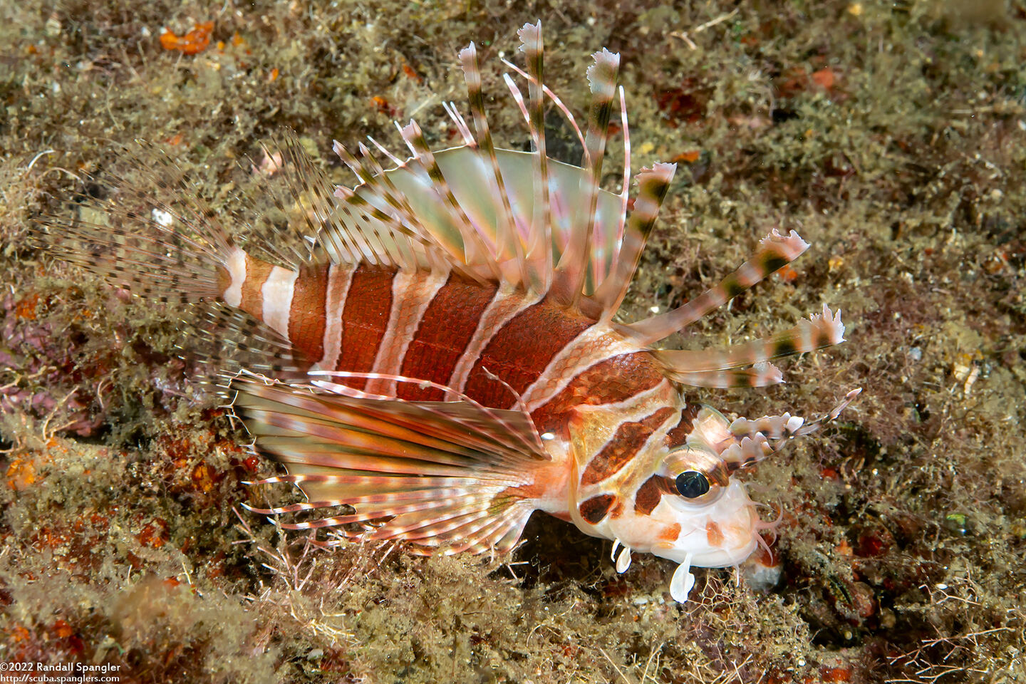 Dendrochirus zebra (Zebra Lionfish)